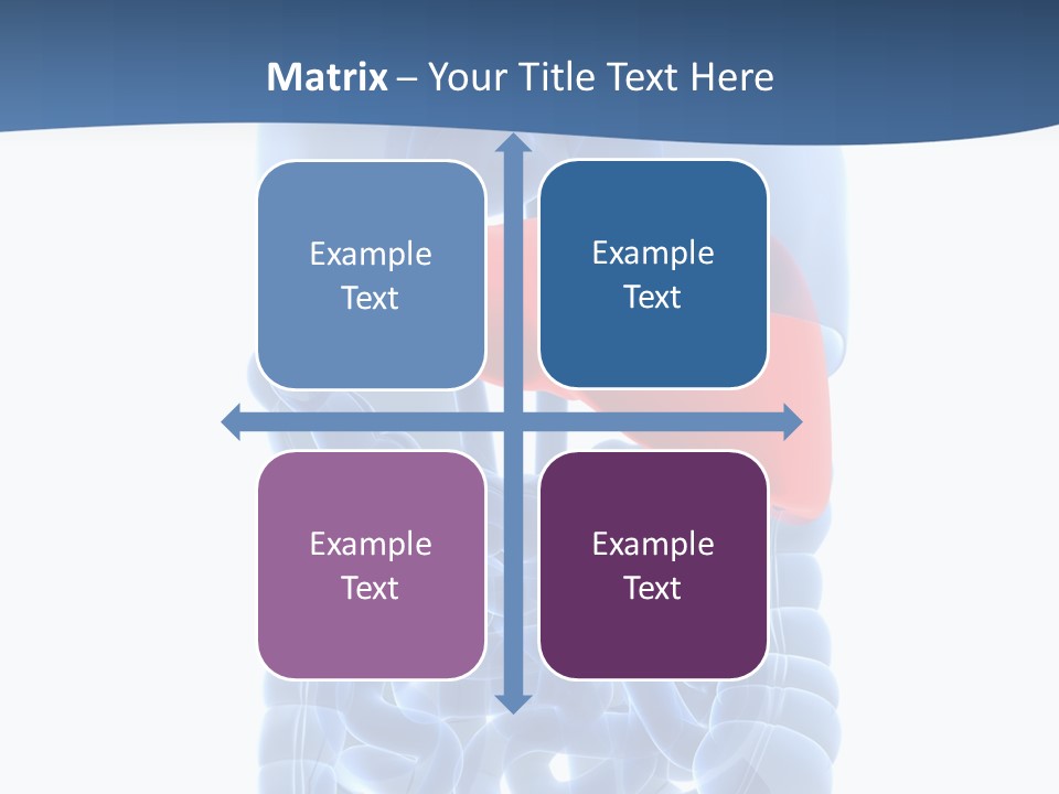 Anatomy Highlighted Belly PowerPoint Template