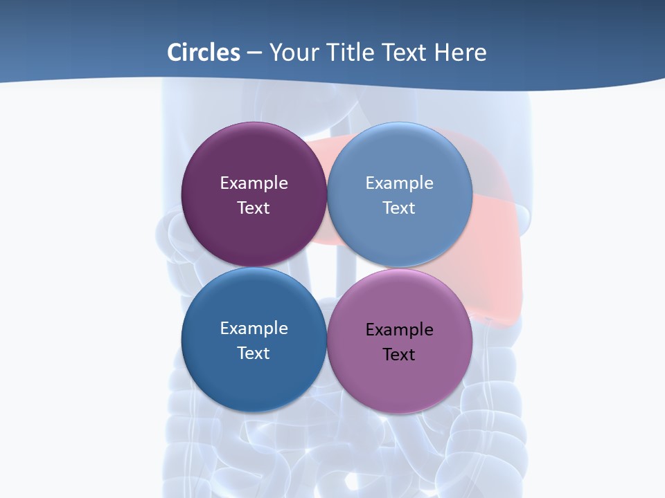 Anatomy Highlighted Belly PowerPoint Template