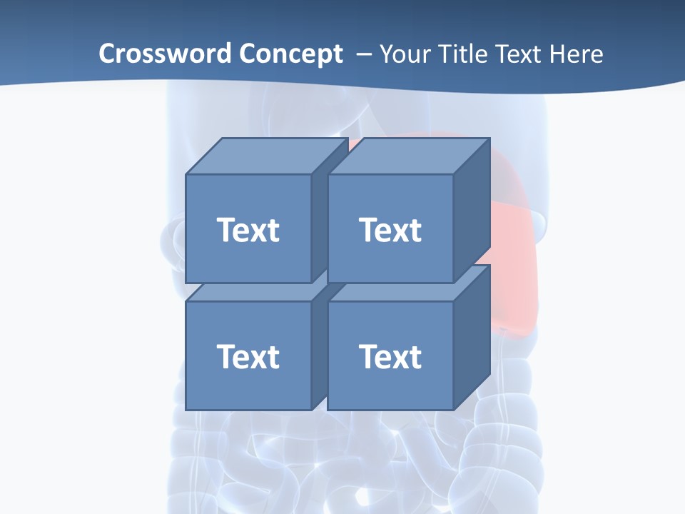 Anatomy Highlighted Belly PowerPoint Template