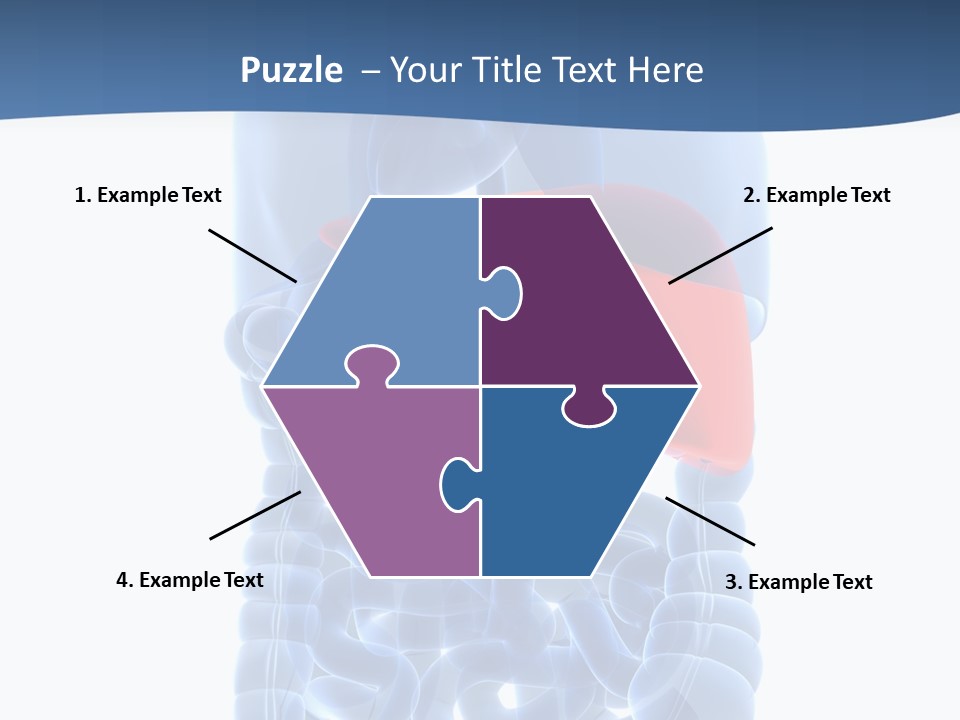 Anatomy Highlighted Belly PowerPoint Template
