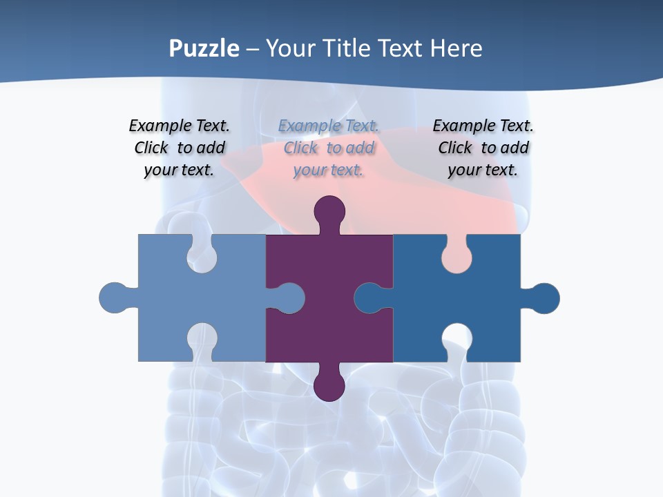 Anatomy Highlighted Belly PowerPoint Template