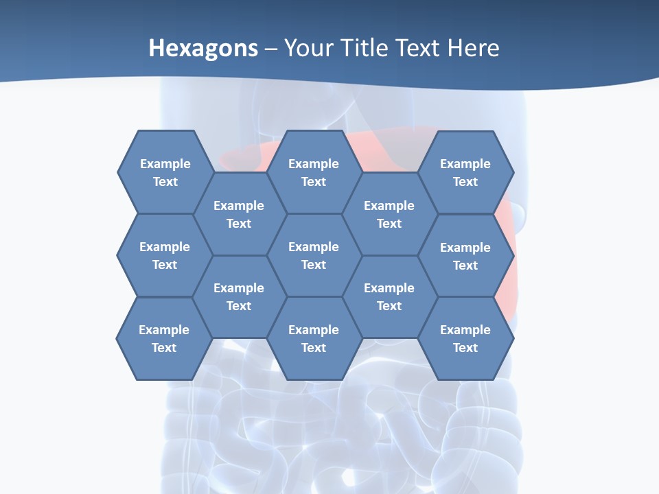 Anatomy Highlighted Belly PowerPoint Template