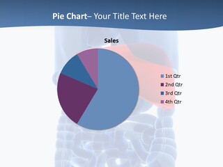 Anatomy Highlighted Belly PowerPoint Template