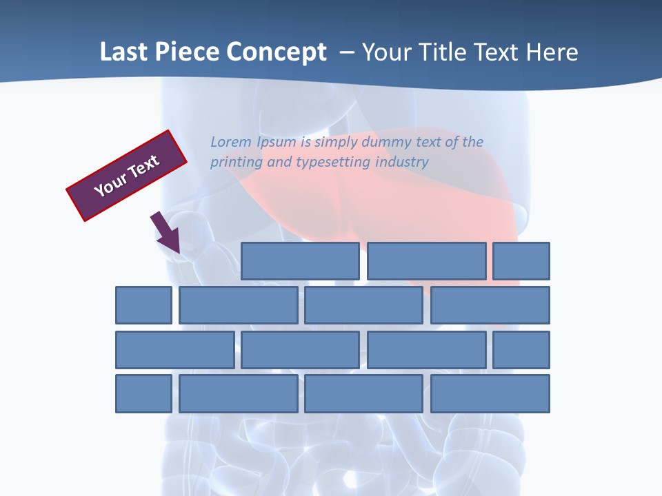 Anatomy Highlighted Belly PowerPoint Template