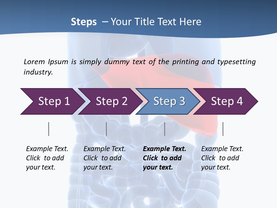 Anatomy Highlighted Belly PowerPoint Template