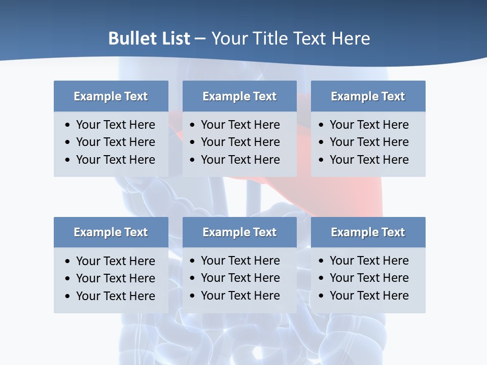 Anatomy Highlighted Belly PowerPoint Template