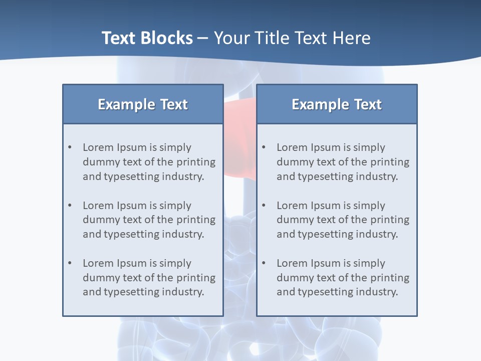 Anatomy Highlighted Belly PowerPoint Template