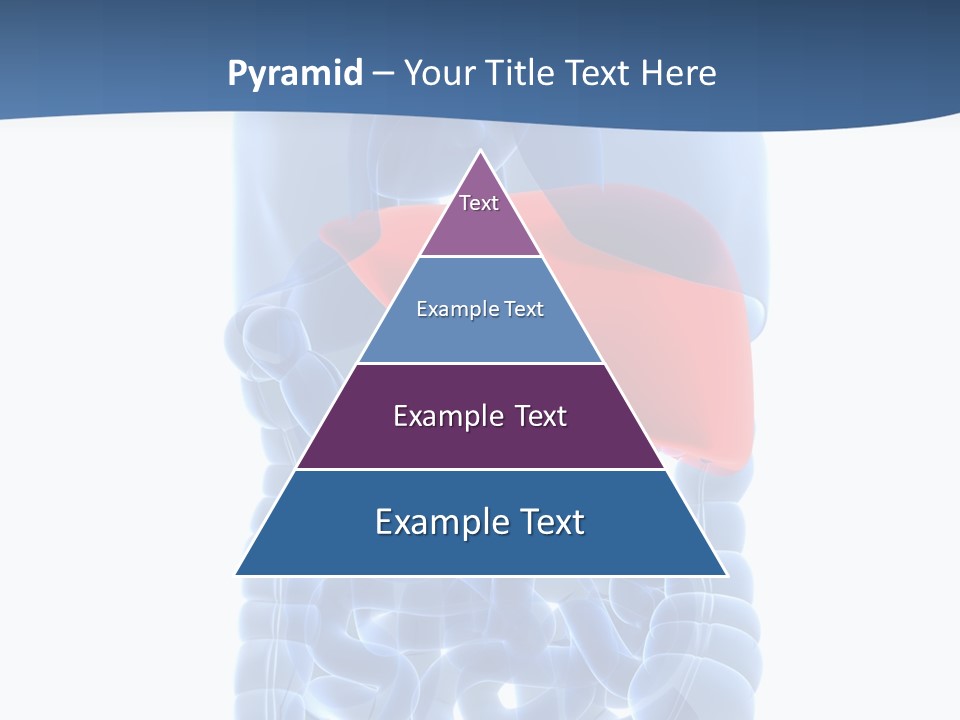Anatomy Highlighted Belly PowerPoint Template