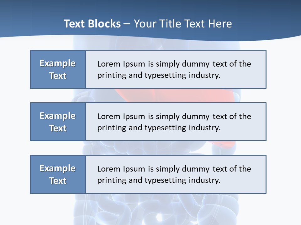 Anatomy Highlighted Belly PowerPoint Template