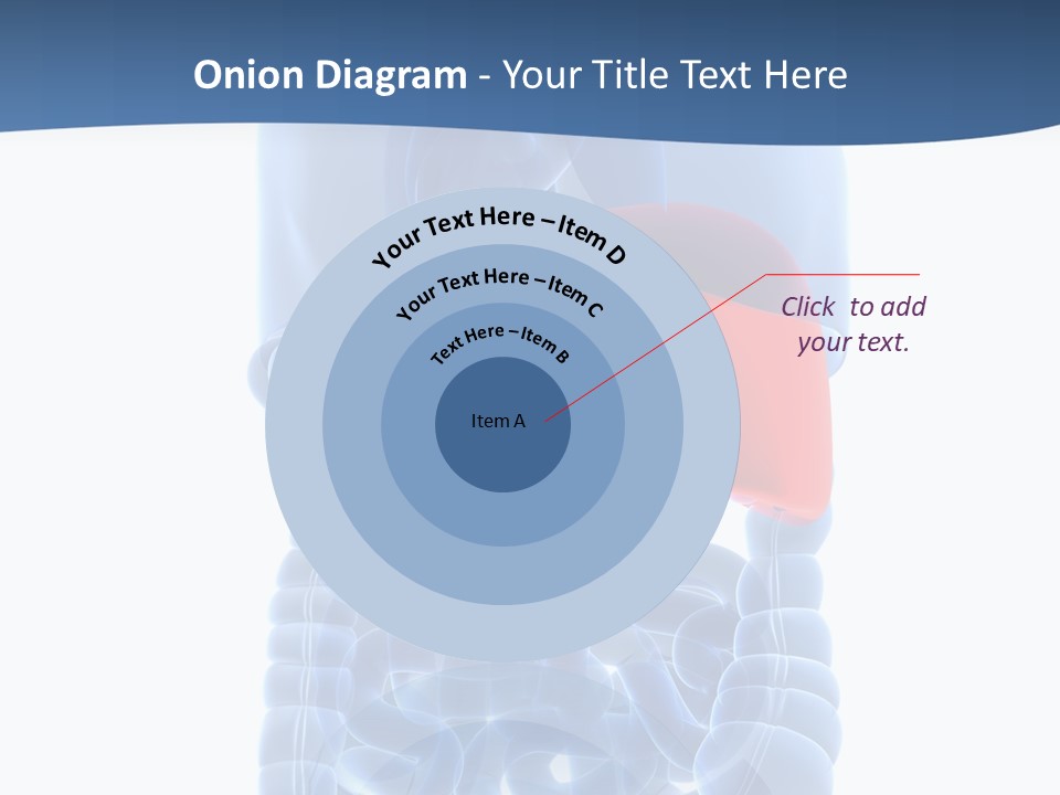 Anatomy Highlighted Belly PowerPoint Template