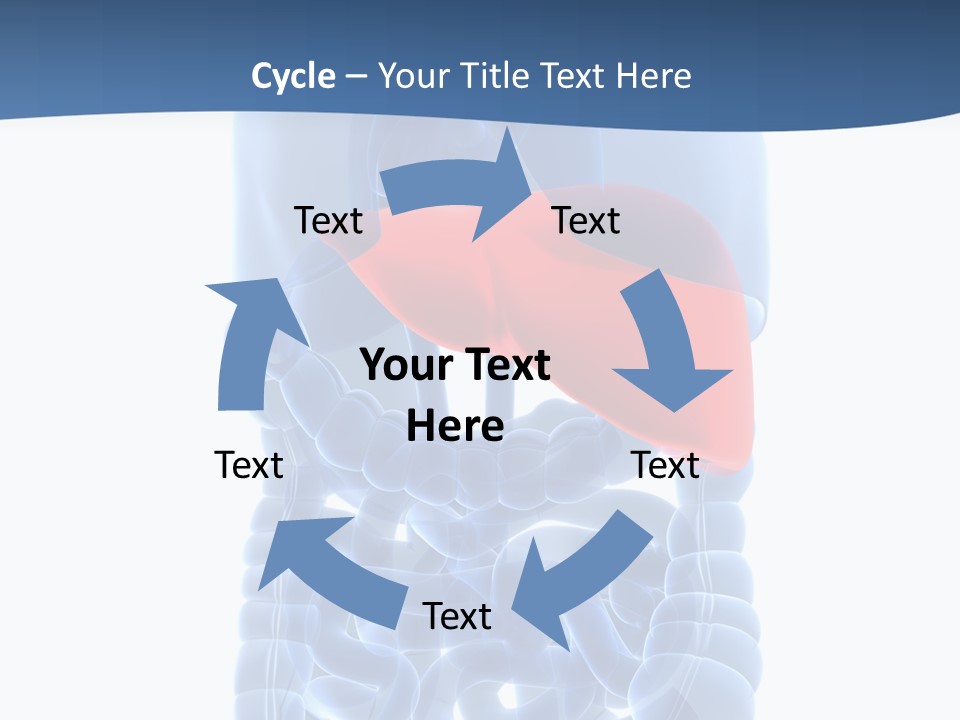 Anatomy Highlighted Belly PowerPoint Template