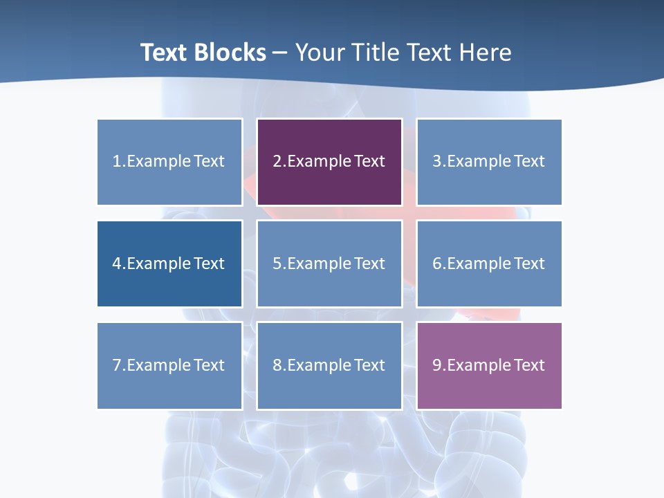 Anatomy Highlighted Belly PowerPoint Template