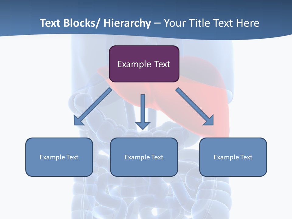 Anatomy Highlighted Belly PowerPoint Template