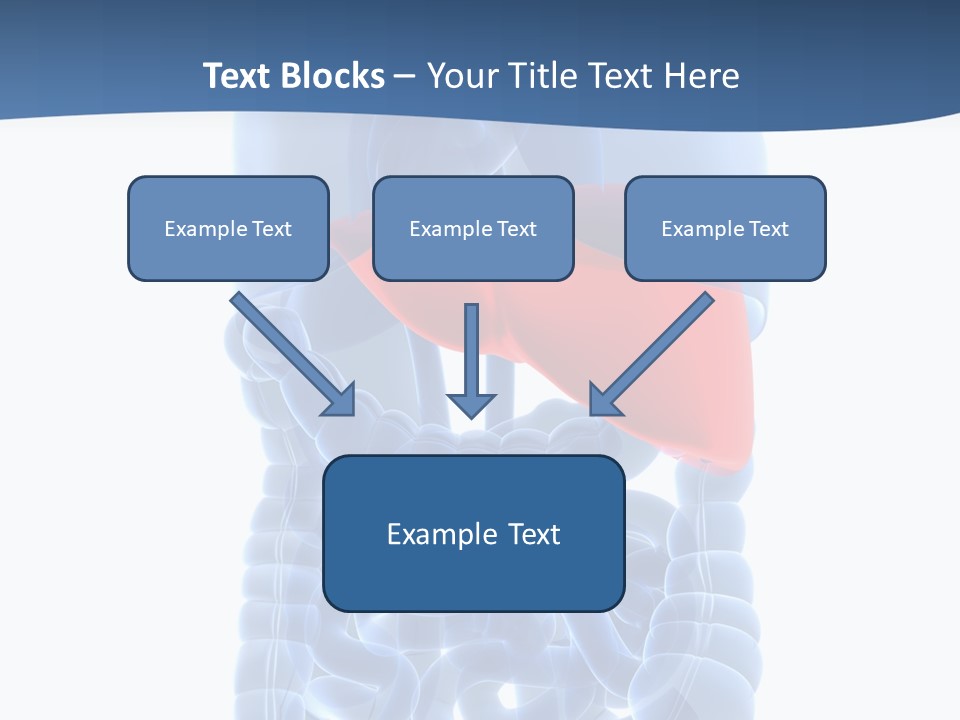 Anatomy Highlighted Belly PowerPoint Template
