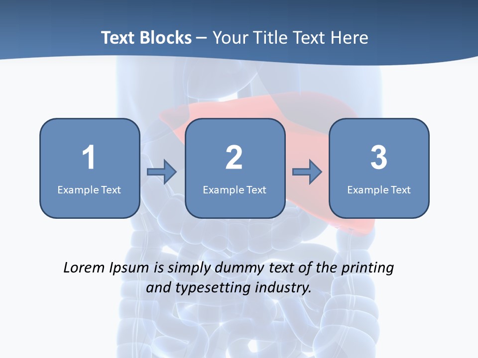 Anatomy Highlighted Belly PowerPoint Template