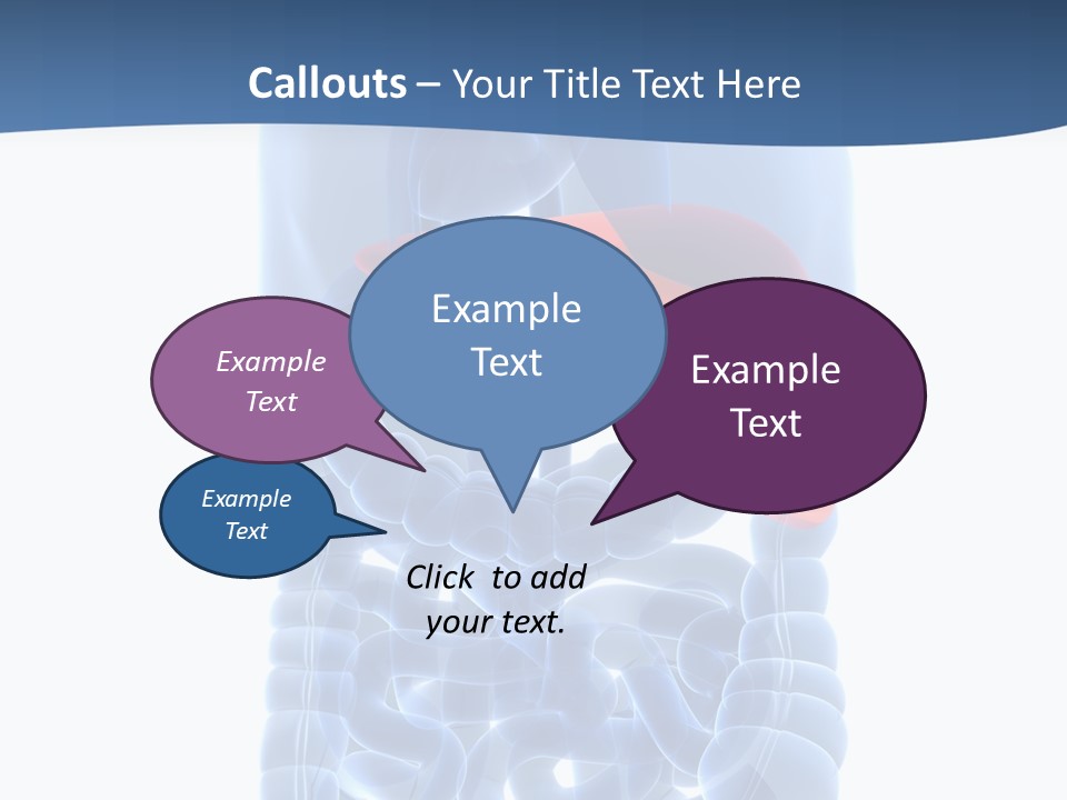 Anatomy Highlighted Belly PowerPoint Template