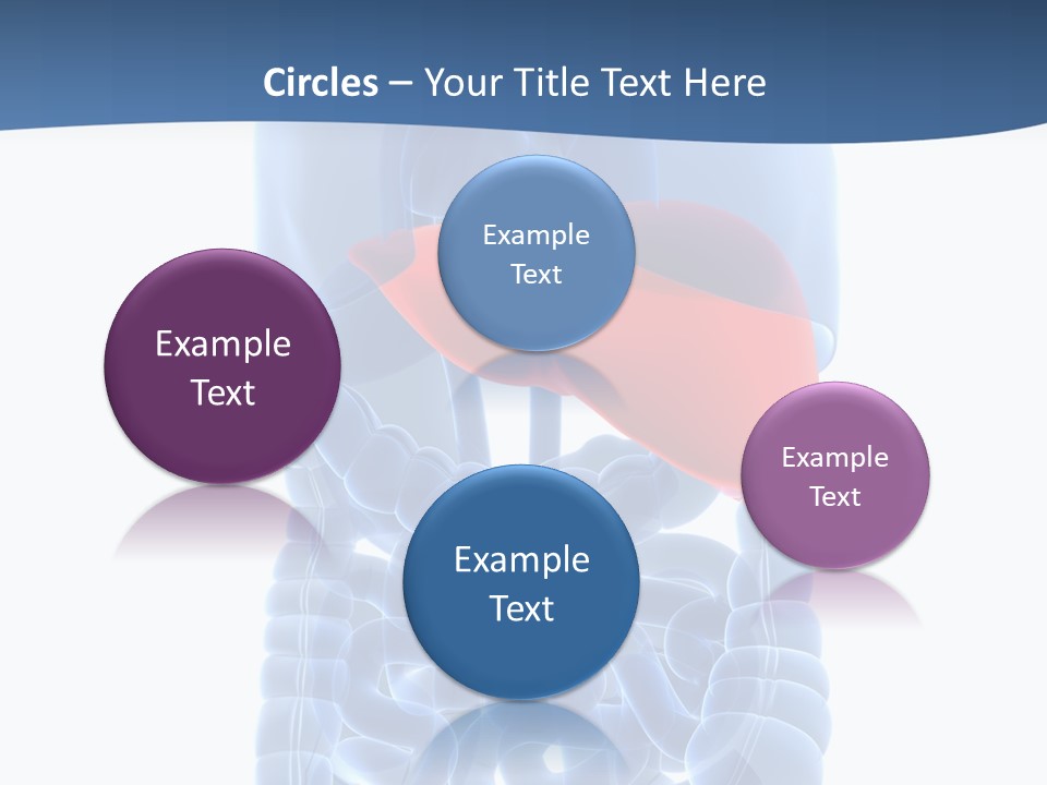 Anatomy Highlighted Belly PowerPoint Template