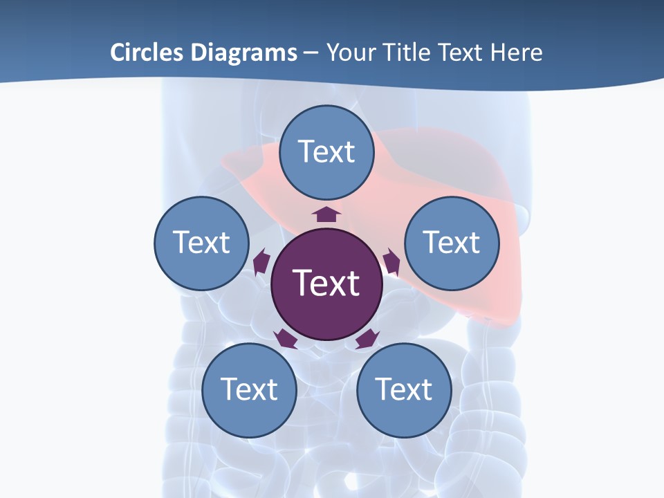 Anatomy Highlighted Belly PowerPoint Template
