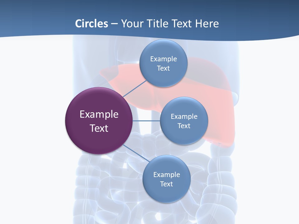 Anatomy Highlighted Belly PowerPoint Template