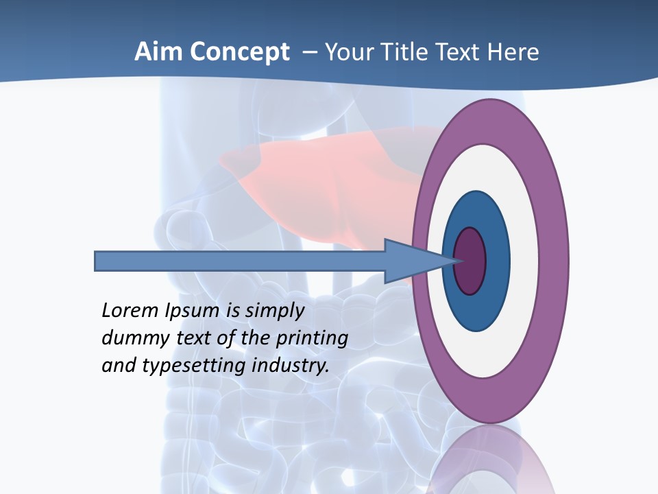 Anatomy Highlighted Belly PowerPoint Template