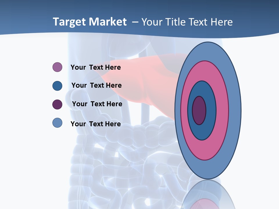 Anatomy Highlighted Belly PowerPoint Template