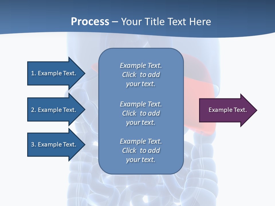Anatomy Highlighted Belly PowerPoint Template