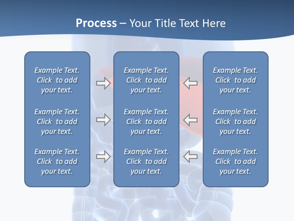 Anatomy Highlighted Belly PowerPoint Template