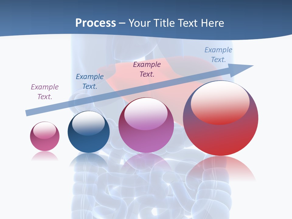 Anatomy Highlighted Belly PowerPoint Template