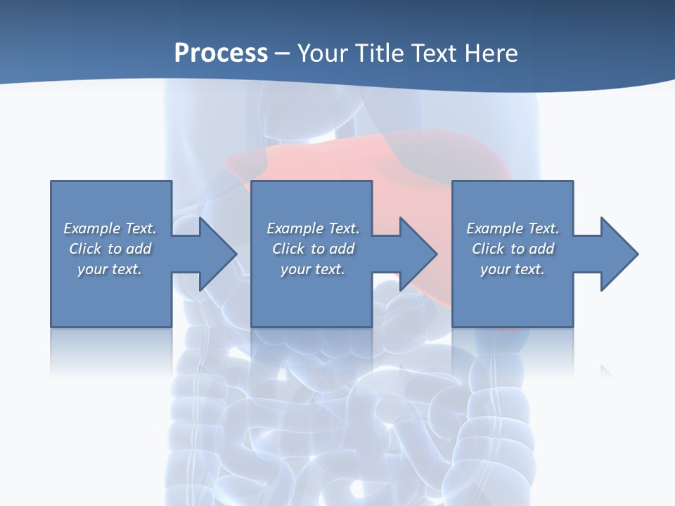 Anatomy Highlighted Belly PowerPoint Template