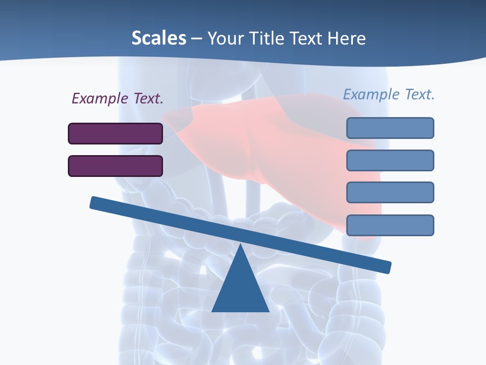 Anatomy Highlighted Belly PowerPoint Template