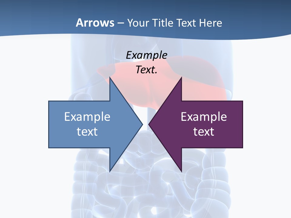 Anatomy Highlighted Belly PowerPoint Template
