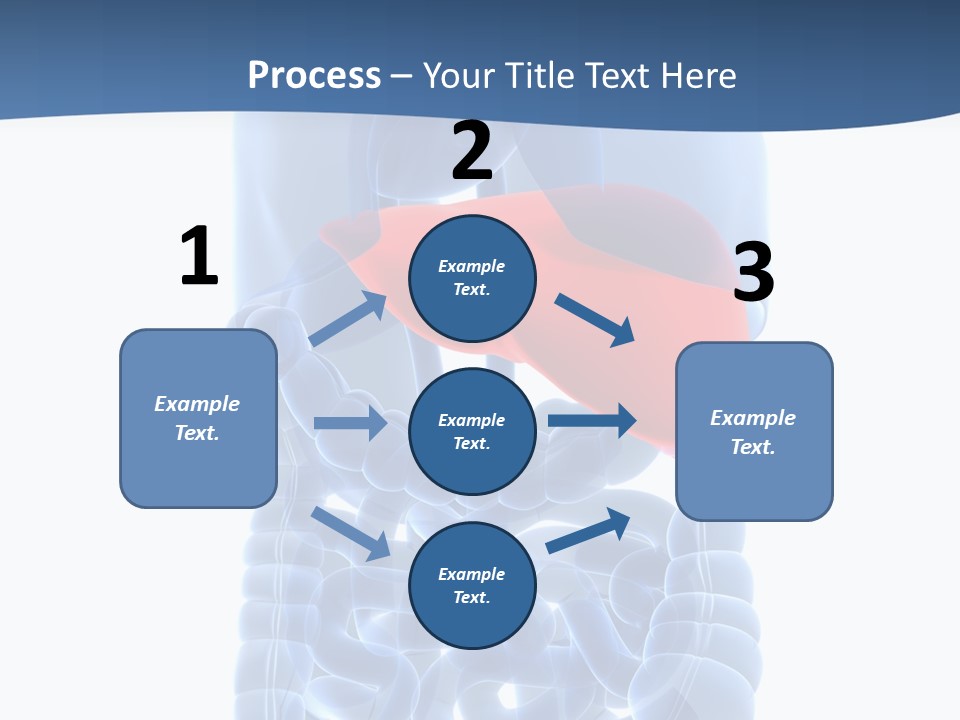 Anatomy Highlighted Belly PowerPoint Template