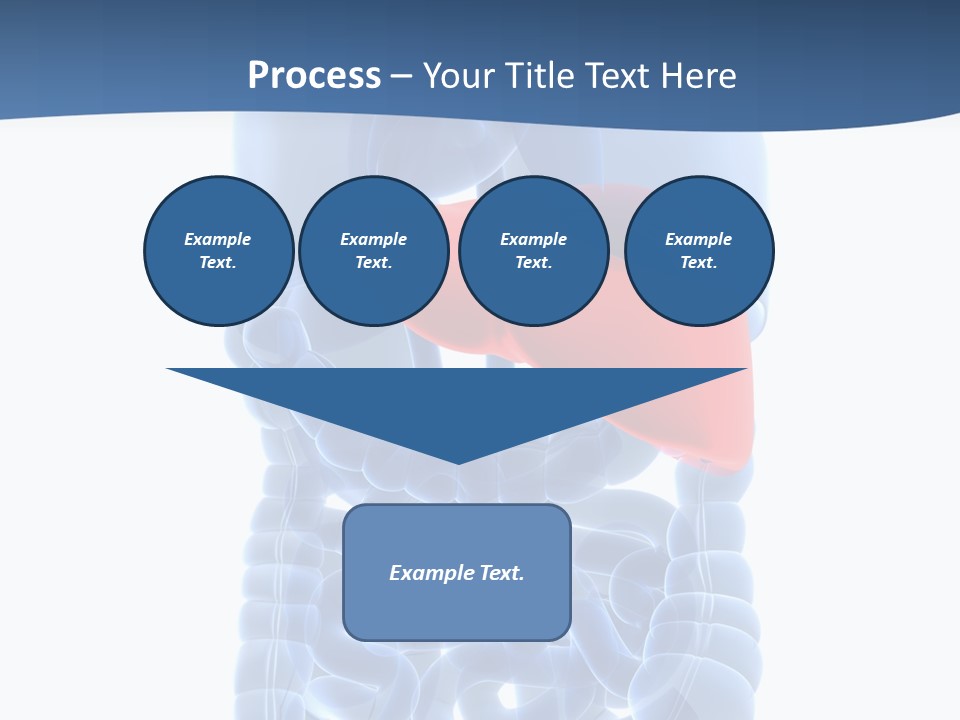 Anatomy Highlighted Belly PowerPoint Template
