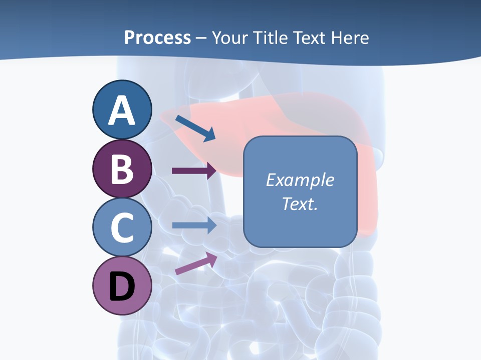 Anatomy Highlighted Belly PowerPoint Template