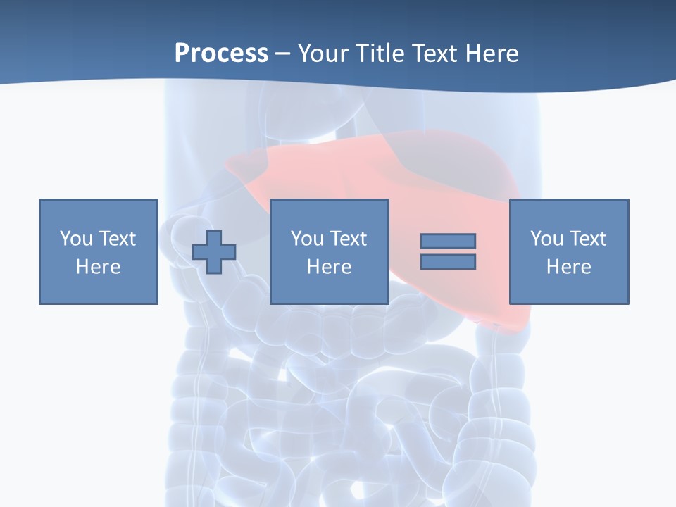 Anatomy Highlighted Belly PowerPoint Template