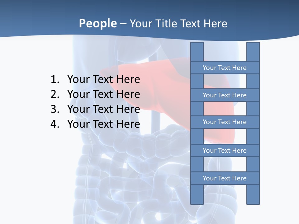 Anatomy Highlighted Belly PowerPoint Template