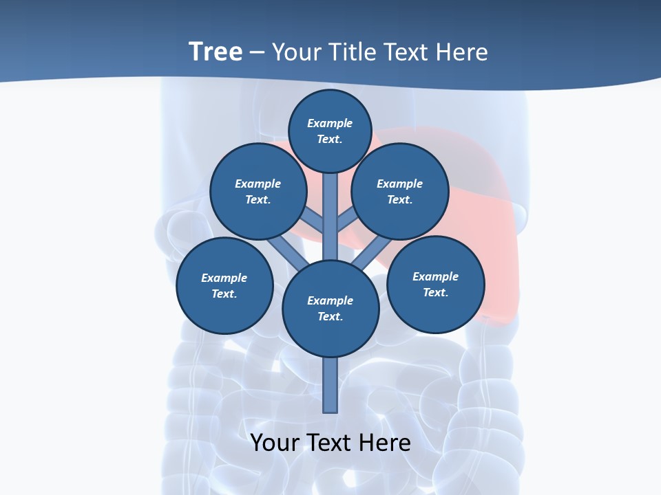 Anatomy Highlighted Belly PowerPoint Template