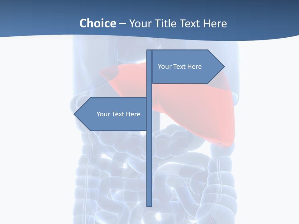 Anatomy Highlighted Belly PowerPoint Template