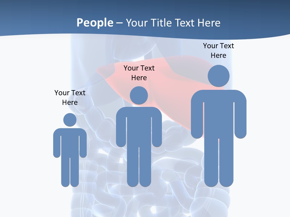 Anatomy Highlighted Belly PowerPoint Template