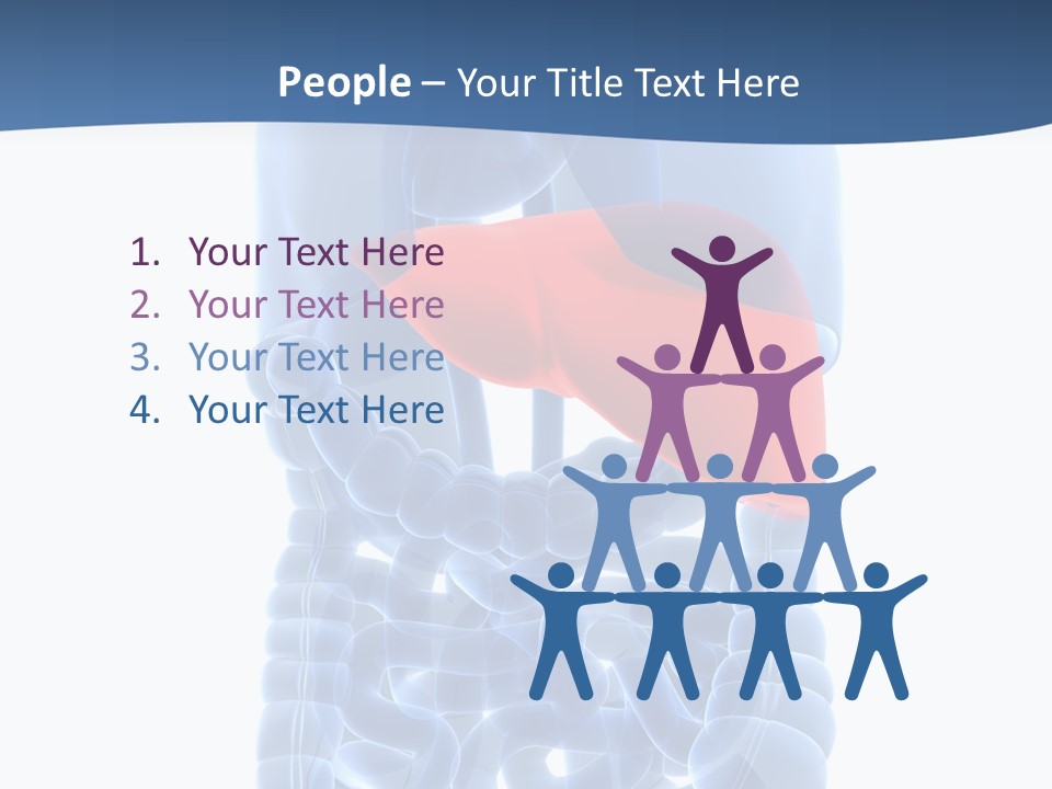 Anatomy Highlighted Belly PowerPoint Template