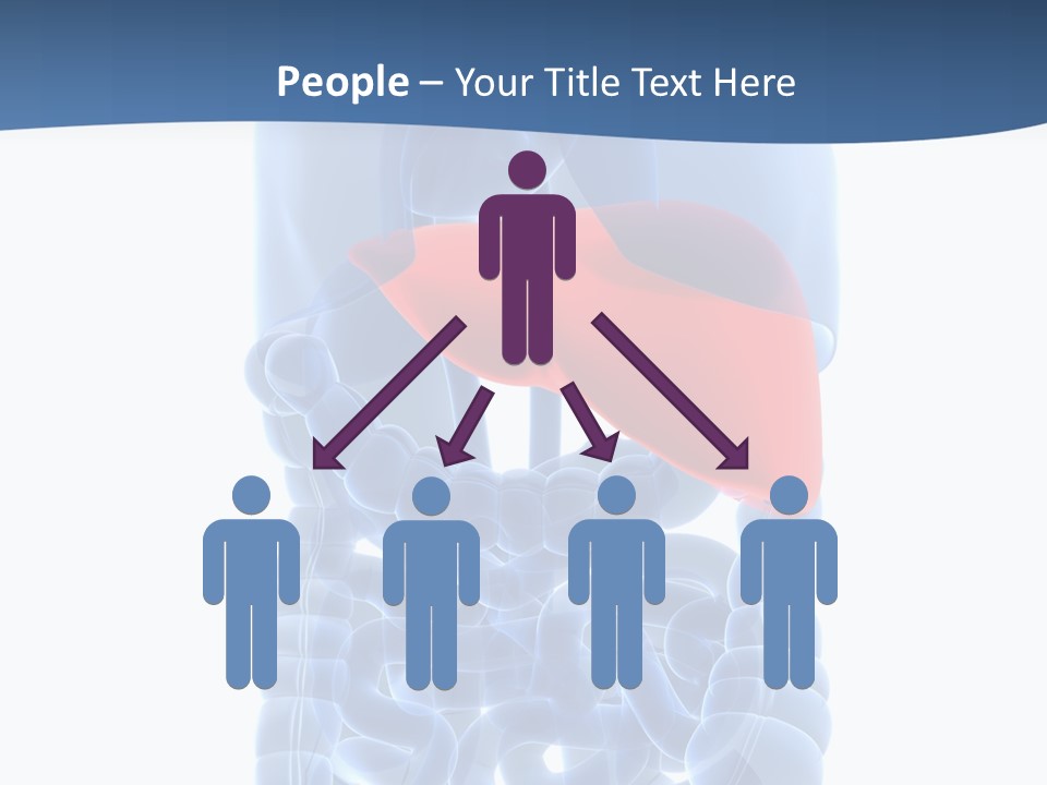Anatomy Highlighted Belly PowerPoint Template