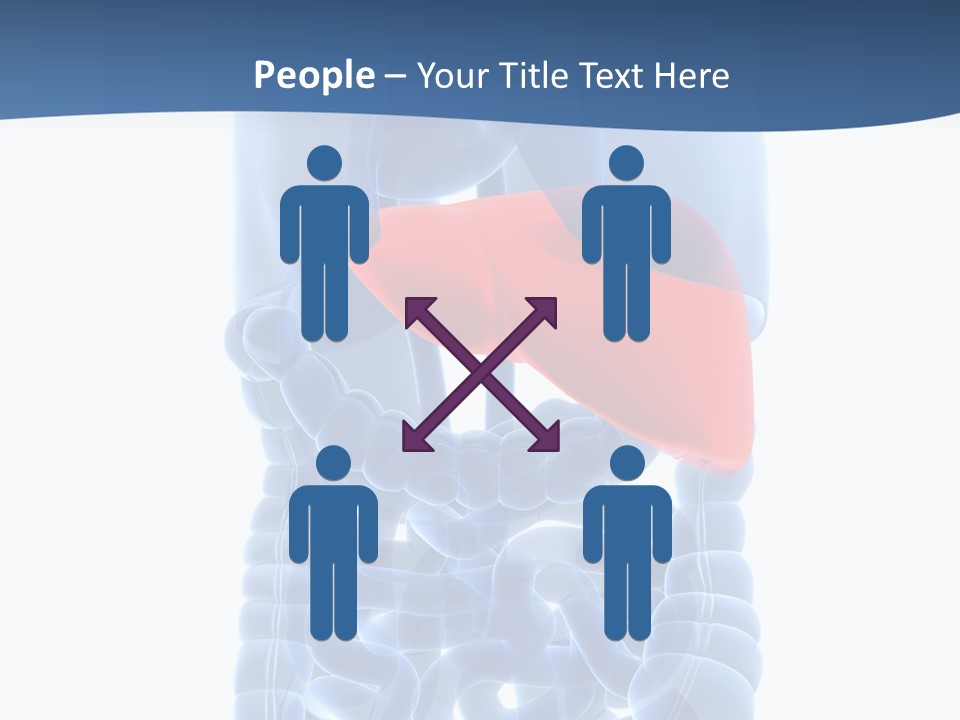Anatomy Highlighted Belly PowerPoint Template