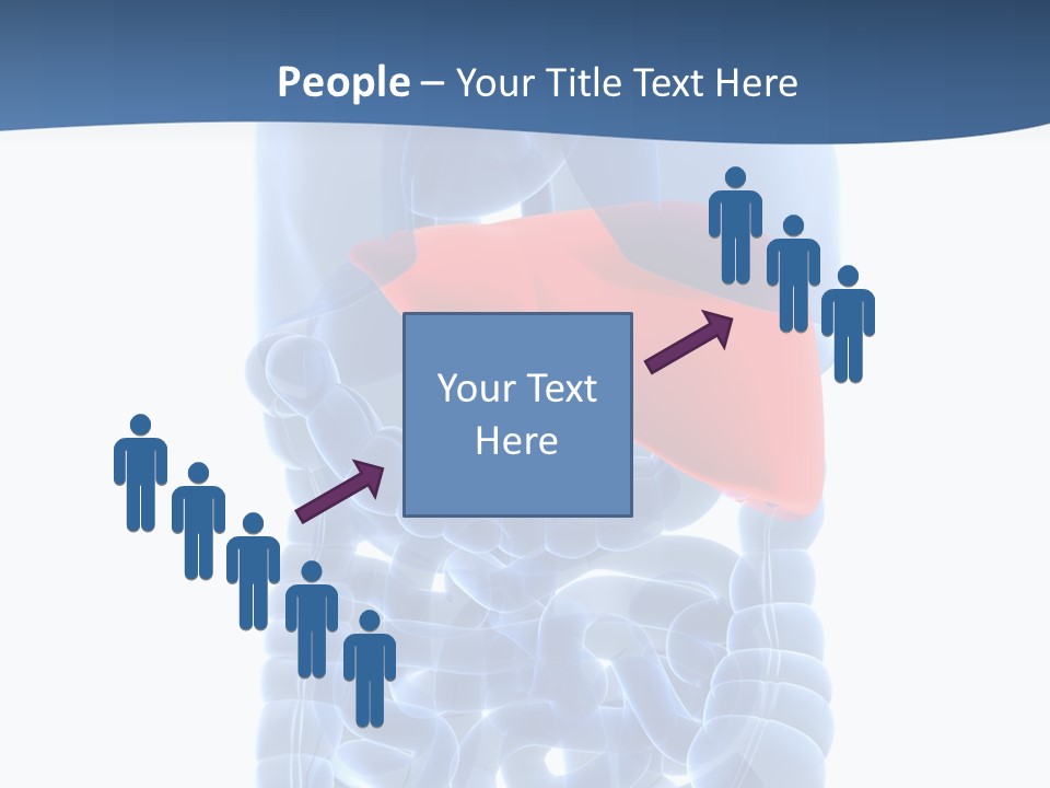 Anatomy Highlighted Belly PowerPoint Template