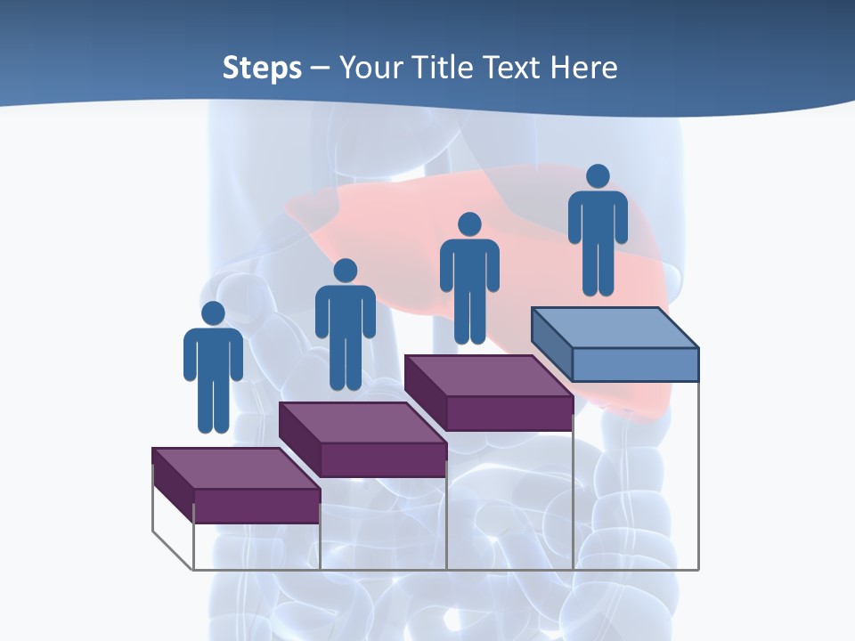 Anatomy Highlighted Belly PowerPoint Template