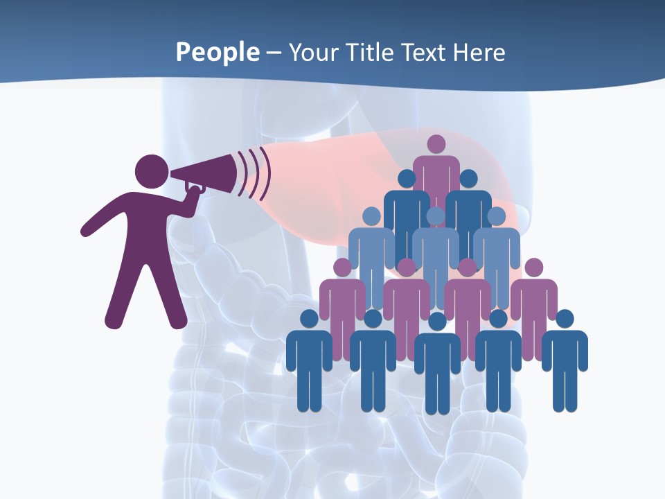 Anatomy Highlighted Belly PowerPoint Template