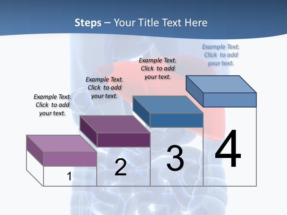 Anatomy Highlighted Belly PowerPoint Template