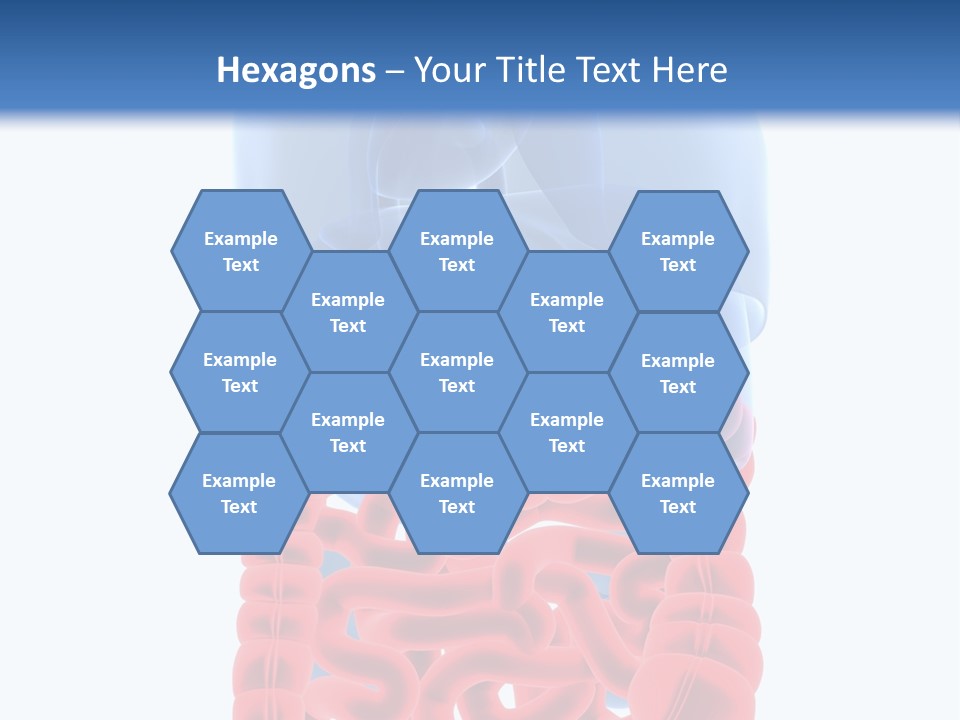 Vitals Organ Biology PowerPoint Template