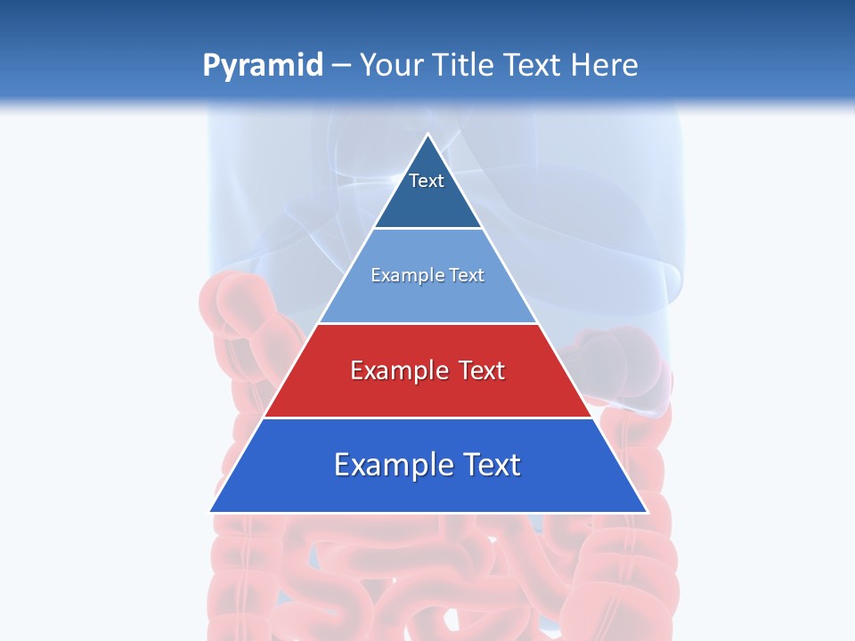 Vitals Organ Biology PowerPoint Template