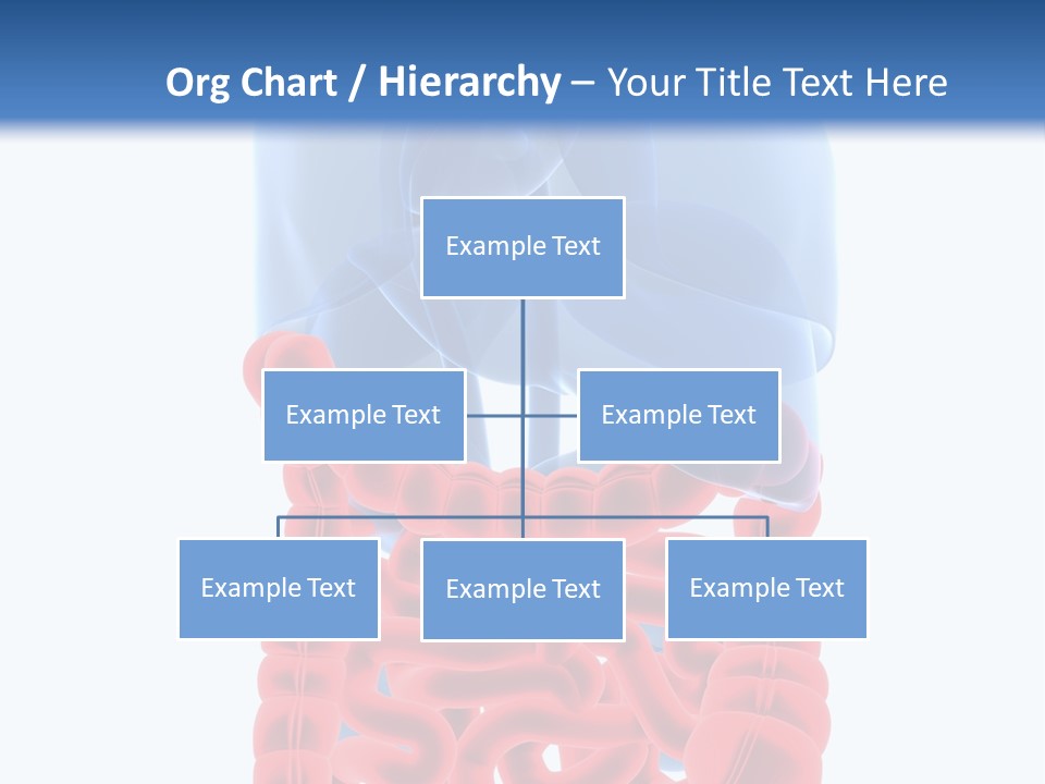 Vitals Organ Biology PowerPoint Template