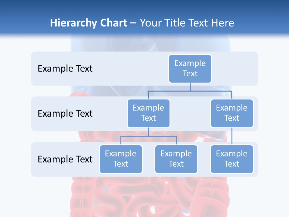 Vitals Organ Biology PowerPoint Template